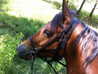  Caballo del Club Hípico de Burdeos 